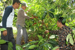 Plt Bupati Aceh Selatan Tgk. Amran, Tinjau Kebun Kopi Liberica di Gampong Bate Meucanang.