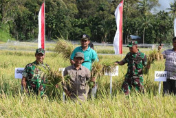 Plt Bupati Aceh Selatan, Hadiri Panen Padi Perdana di Sawang.