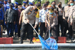 Jaga Ketahanan Pangan, Kapolres Gresik Panen Ikan dan Tabur Benih di Telaga Ngipik.