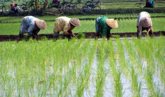 Pupuk Langka, Pemerintah Diminta Stabilkan Distribusi.