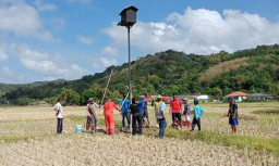 Lawan Tikus, Petani Desa Lebak Manfaatkan Burung Hantu
