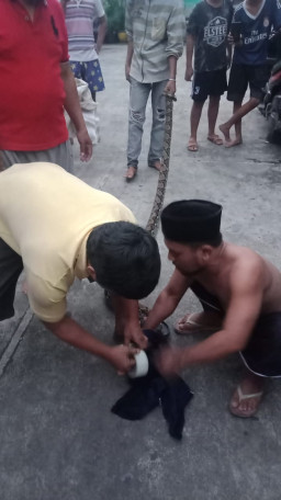 Hampir Setahun Sembunyi di Kampung Padat Penduduk, Akhirnya Ular Ini Ditangkap Warga.