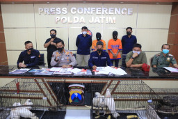 Ditreskrimsus Polda Jatim, Bekuk 3 Penjual Binatang Langka dan Dilindungi