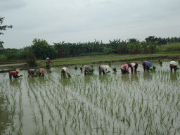 Petani Gresik Selatan, Keluhkan Endapan Lumpur Kali Lamong