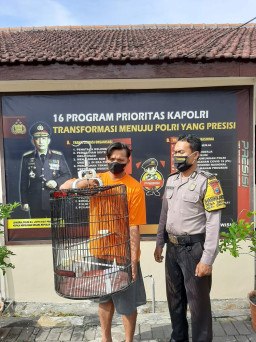 Ketagihan Curi Burung Tetangga, Polisi Bekuk M. Shaiku 3 Jam Usai Embat Murai Batu