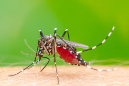 Bahaya Demam Berdarah Dengue di Musim Hujan