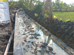 Kualitas Pekerjaan Diragukan, Grasi Minta Pembangunan Drainase Balongmojo Diperiksa, Kades Balongmojo Nyatakan Sudah Sesuai Gambar