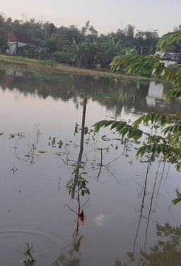 Warga Delik Sumber Panik, Saat Panen Padi Banjir Melanda