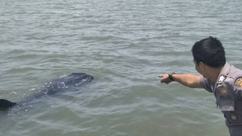 Polairud Pasuruan Bercengkrama Dengan Hiu Tutul di Laut.