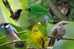 Jutaan Penggemar Burung Berkicau, Terancam Melanggar Hukum.