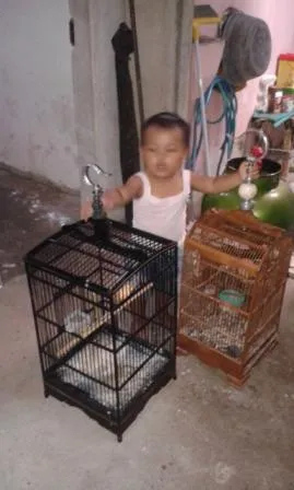 Burung Kenari Harganya Terjun Bebas Hingga 70%