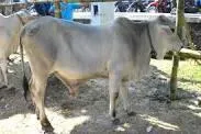 Dijual Kasun, Sapi Bantuan Pemerintah