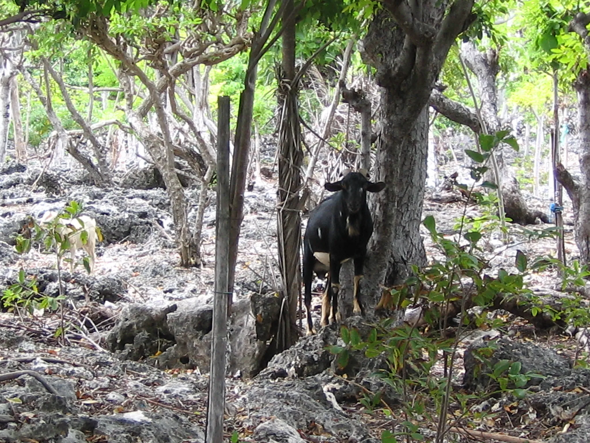Kambing Liar  Resahkan Petani Batu Bingkung