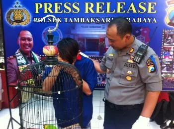 Curi Burung Love Bird, Kenedy Tri Aries Ditangkap Petugas Polsek Tambaksari Surabaya.