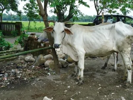Ketua Kelompok Ternak PPSP 'Rekayasa' Harga sapi
