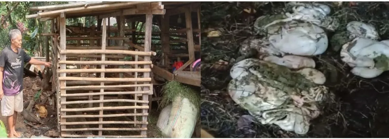 Lagi, Kasus Pencurian Kambing Modus Jagal Dikandang terjadi di Depok