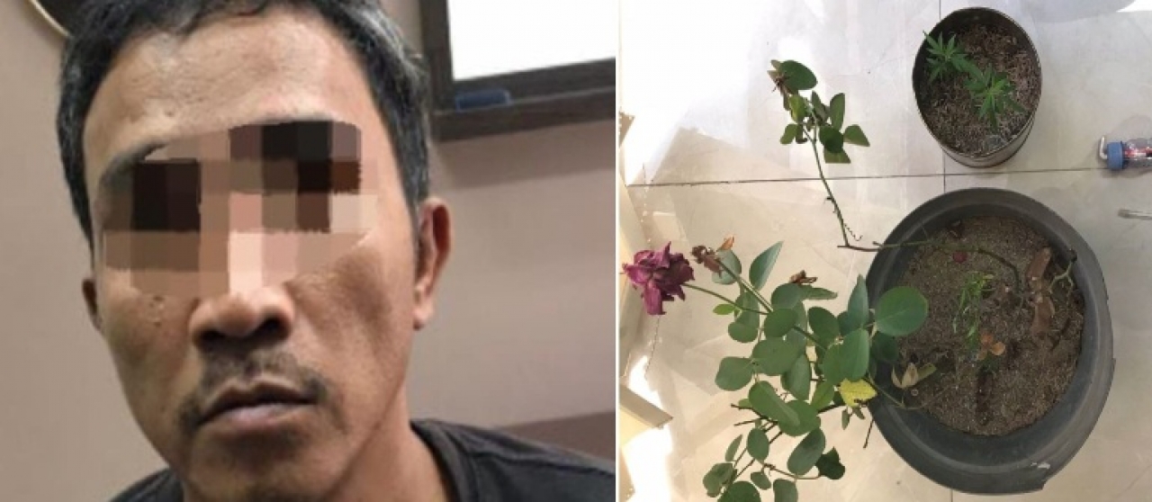 Satreskoba Polres Gresik Ringkus Pemilik Tanaman Ganja di Wringinanom