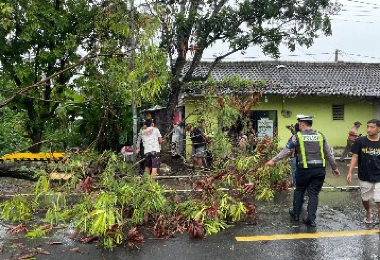 Satlantas Polres Gresik Sigap Evakuasi Pohon Tumbang Di Jalan Raya Abar Abir