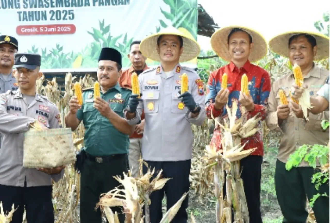 Dukung Swasembada Pangan 2025, Kapolres Gresik Penen Raya Jagung di Panceng