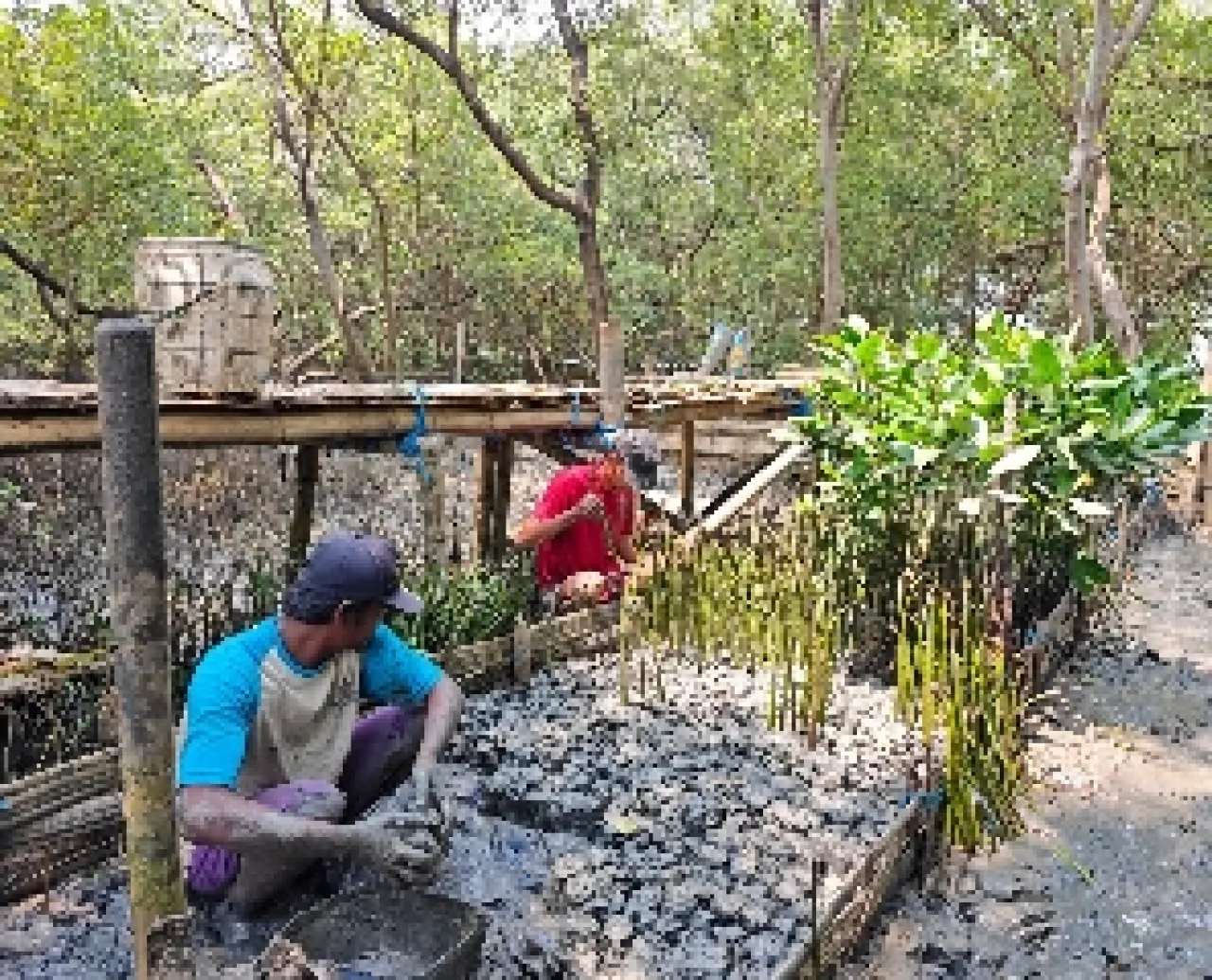 Program Menanam Harapan Menjaga Keberlanjutan, TPS Tanam 10.000 Bibit Mangrove di Pesisir Surabaya