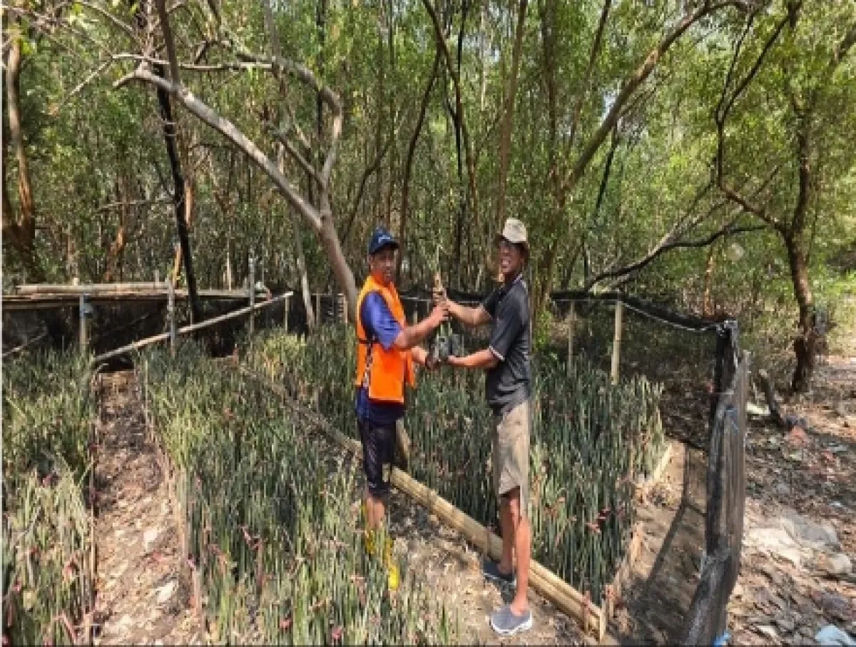 TPS Siapkan 15.000 Bibit Mangrove untuk Rehabilitasi Pesisir Surabaya