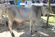 Dijual Kasun, Sapi Bantuan Pemerintah