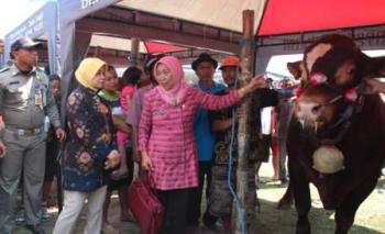 Pembukaan Expo Peternakan 2014 oleh Bupati