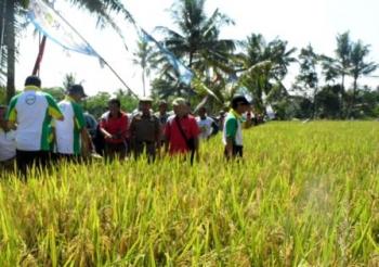    Dinas Pertanian Programkan 10 Hektare Lahan Pertanian Organik Tiap Kecamatan