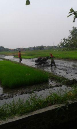 Puluhan Hektar Sawah Rusak, Petani Beralih ke Padi Hibrida