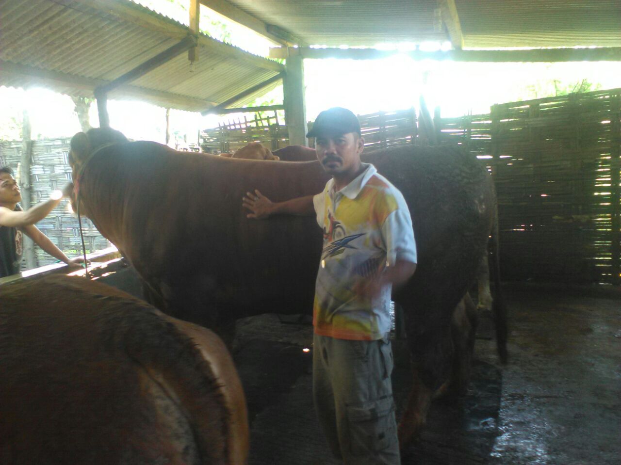Jelang Idul Adha, Harga Sapi Beranjak Naik.