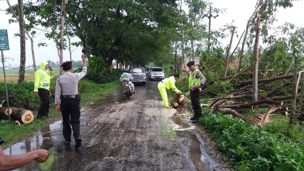 Hujan Deras Disertai Angin Tumbangkan Pohon di 7 Titik.
