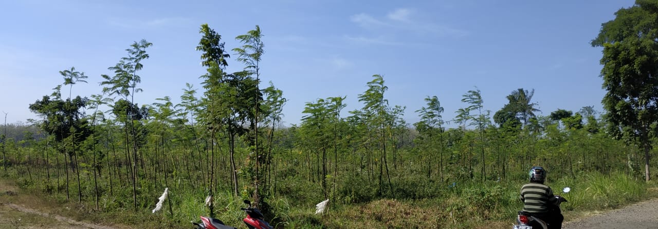 Masyarakat Pertanyakan Status Tanah Bekas Aduan Sapi.