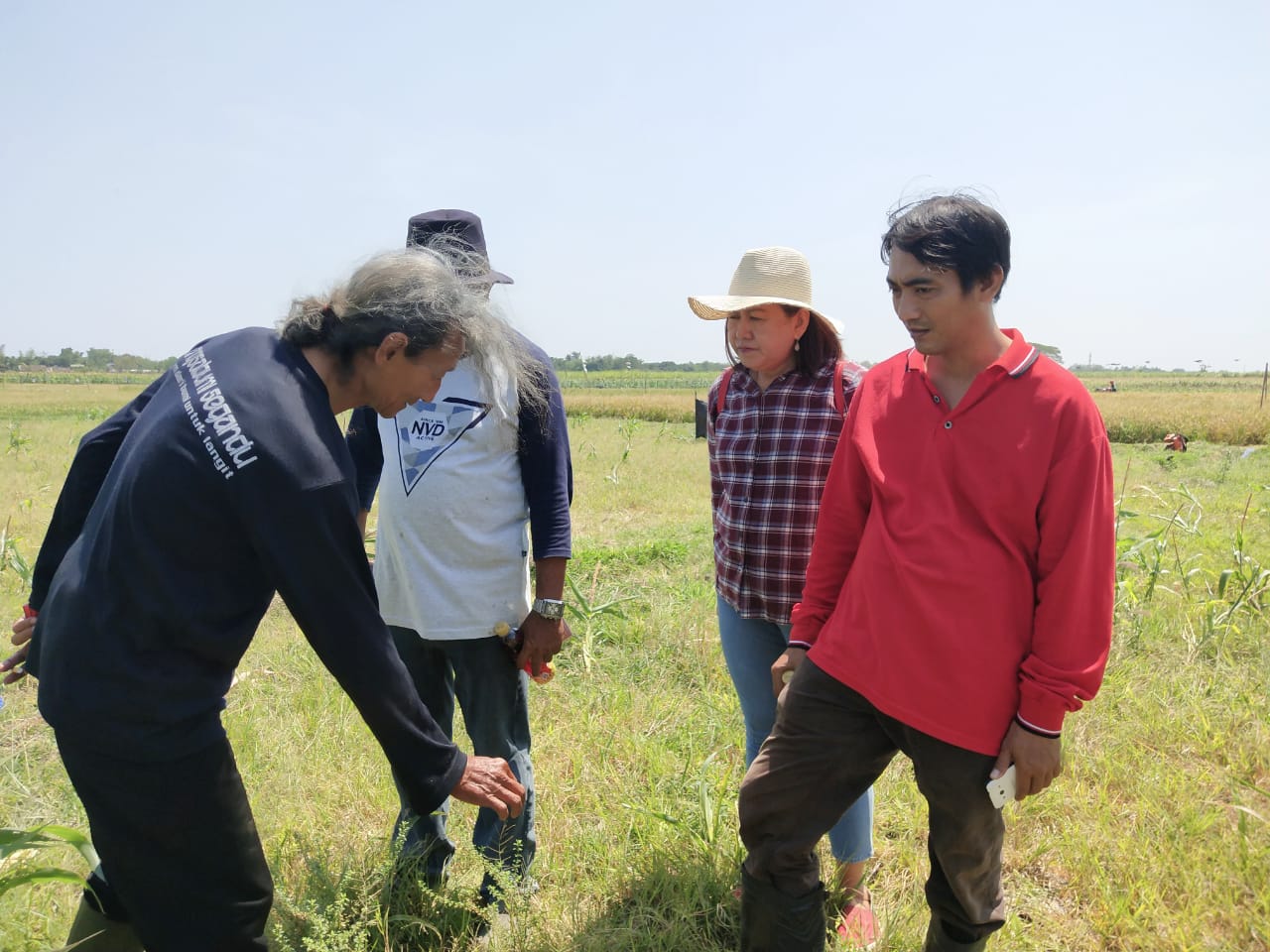 Bibit MSP Mampu Bertahan di Lahan Ekstrim.