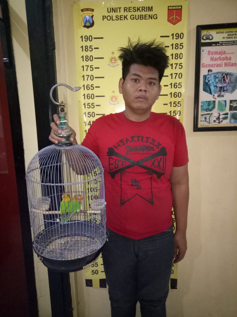 Curi Burung Love Bird, Arek Kalibokor Dijebloskan ke Penjara.