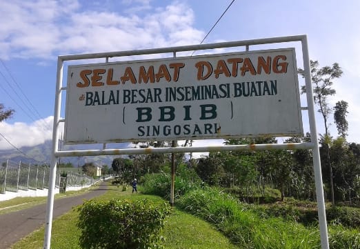 Kebutuhan Pakan Konsentrat BBIB Singosari capai 300 Ton, Tender Pengadaan 349 Ton