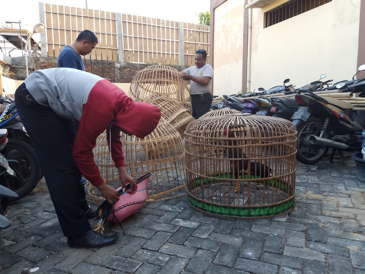Judi Sabung Ayam Wiyung di Grebek, 7 Orang dan Puluhan Ayam Diamankan.