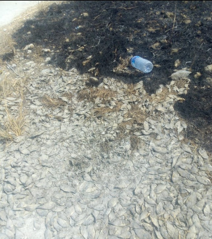 Diduga Karena Limbah, Ribuan Ikan Tambak Mengare Mati.