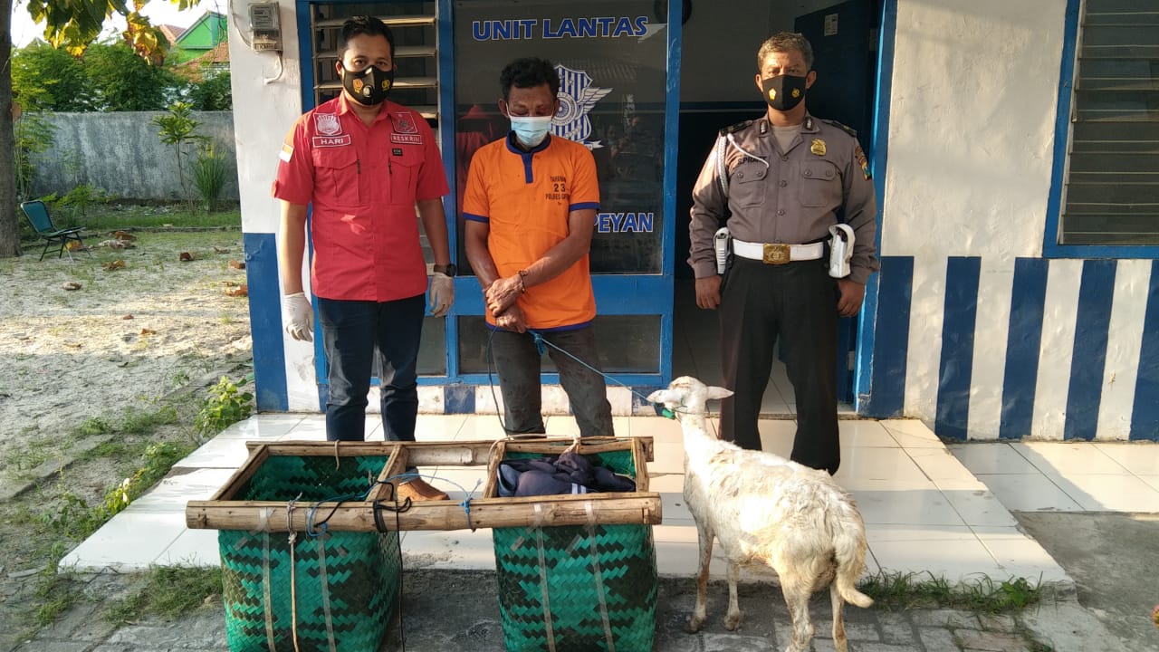 Pencuri Kambing Babak Belur Dihajar Massa, Beruntung Ada Polisi