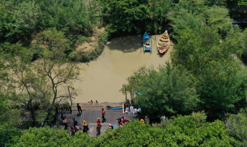 DKPP Surabaya, Segera Buka Kebun Raya Mangrove Untuk Umum