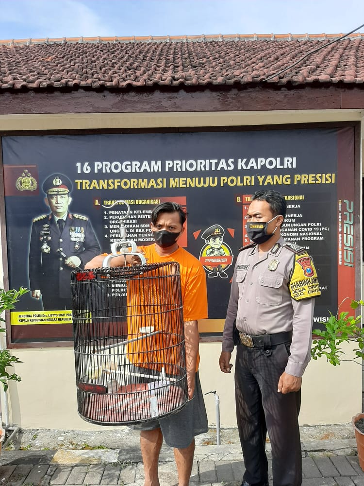 Ketagihan Curi Burung Tetangga, Polisi Bekuk M. Shaiku 3 Jam Usai Embat Murai Batu