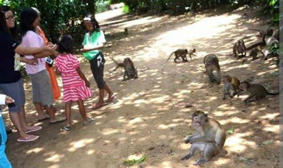 Disporabudpar Sampang Kewalahan, Wisata Kera Nepa Kekurangan Stok Makanan
